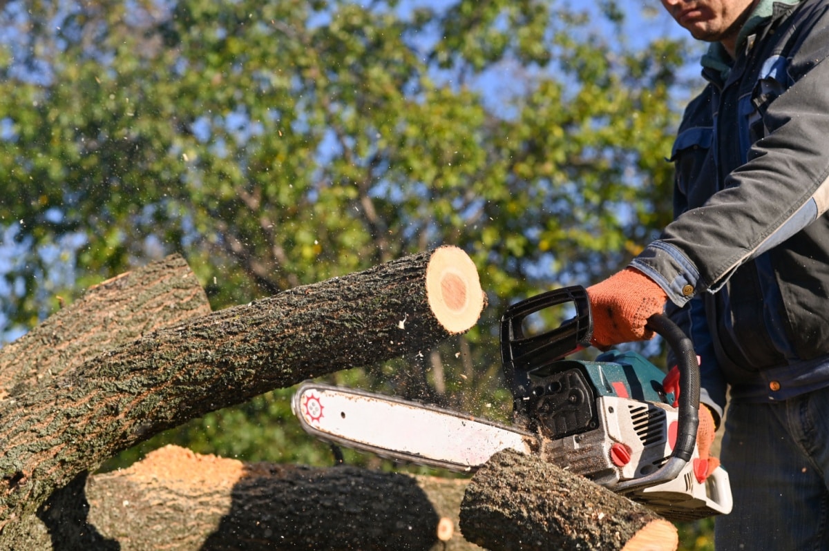 Trefelling, trepleie og beskjæring